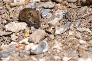 A close-up image of a field vole foraging on rocky ground